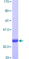 Human ACYP2 Protein (Recombinant GST)