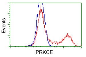PRKCE / PKC-Epsilon Antibody (clone OTI3A12, Carrier-free)