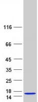Human SERF2 Protein (Recombinant Myc-DDK (Flag))
