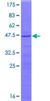 Human RPL23A Protein (Recombinant GST)