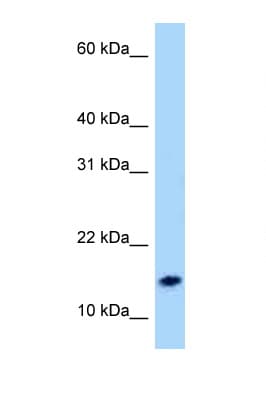Neuropeptide S / NPS Antibody (aa9-58)
