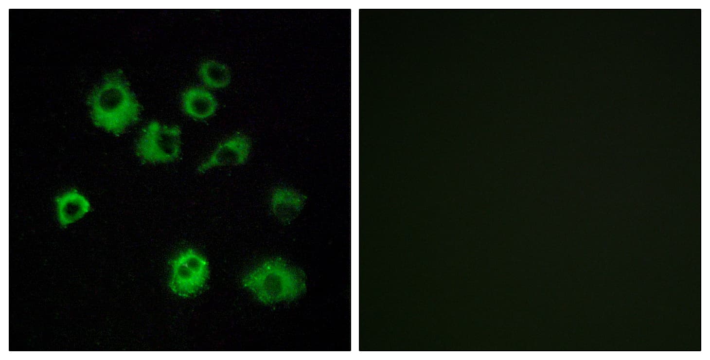 OX1R / Orexin Receptor 1 Antibody (aa298-347)
