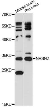 NRSN2 Antibody