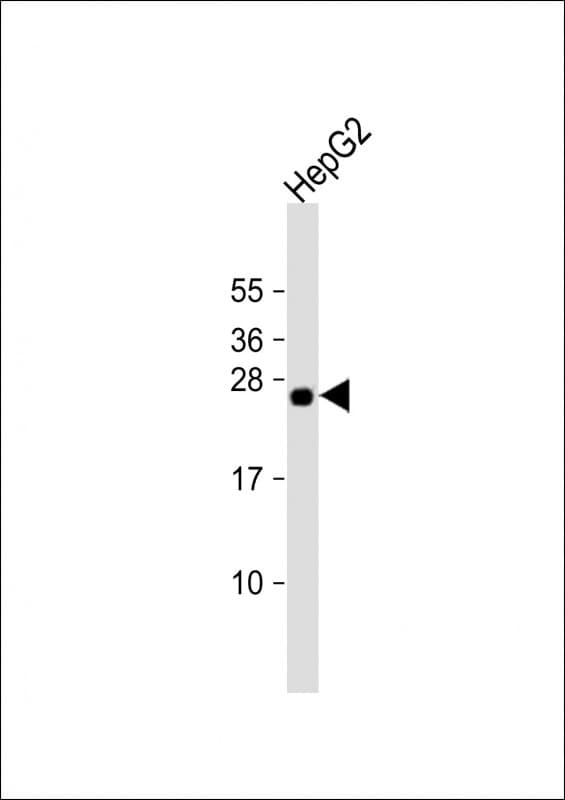 HNLF / TMED4 Antibody (aa130-161)