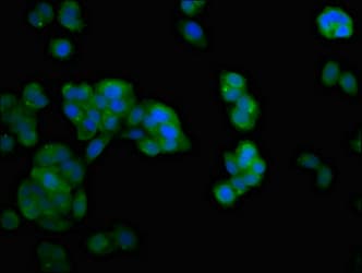 NDRG4 Antibody
