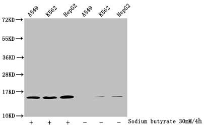 Polyclonal Rabbit anti-Human HIST1H2BN Antibody (WB)