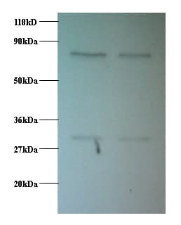 PSMB1 Antibody