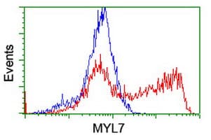 IHC-plus™ MYL7 Antibody (clone 4E7)