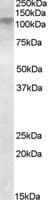 Polyclonal Goat anti-Human DLG4 / PSD95 Antibody (aa667-679, WB)