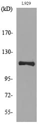 LAMP1 / CD107a Antibody