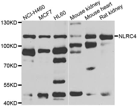 IPAF / NLRC4 Antibody