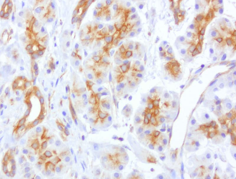 Monoclonal Mouse anti-Human CDH2 / N Cadherin Antibody (clone UMAB23, IHC, IF, WB)