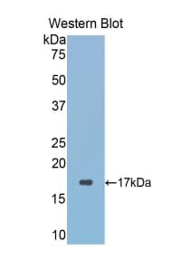 GLRX3 / Glutaredoxin 3 Antibody (aa159-258)