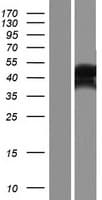 OTUD5 Protein (Over-Expression Lysate Myc-DDK (Flag))