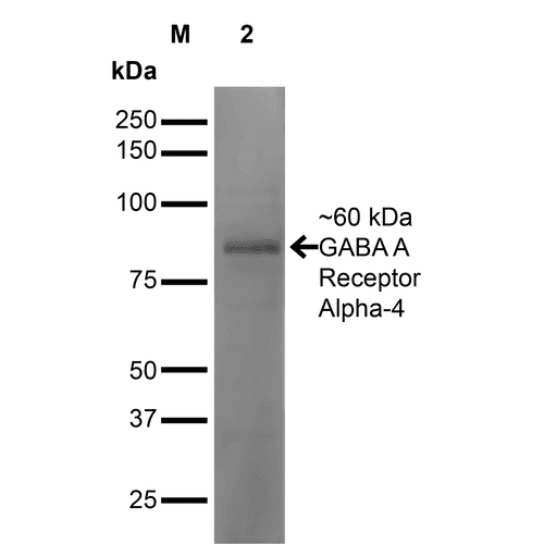 GABRA4 Antibody (clone S398A-34, Biotin)