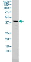Monoclonal Mouse anti-Human AMBP Antibody (clone 3F1, IF, WB)
