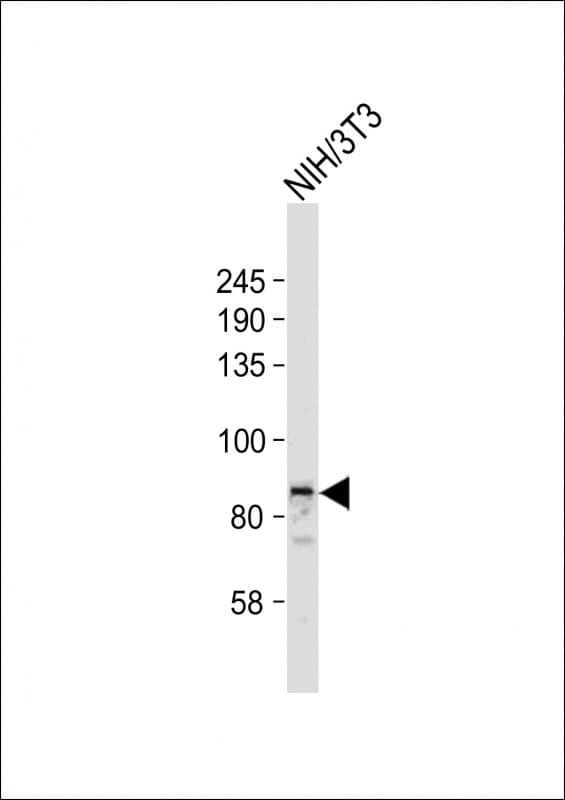 STAT3 Antibody