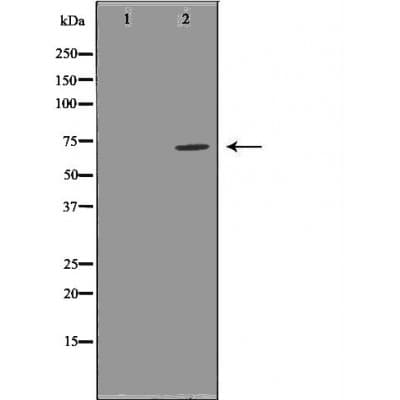 GCLC Antibody
