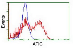 AICAR / ATIC Antibody (clone OTI1D2)