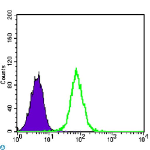 GYS1 / Glycogen Synthase Antibody