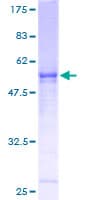 Human PBK / TOPK Protein (Recombinant GST)