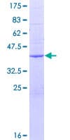 Human FKBP6 Protein (Recombinant GST)