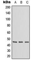 ZNF174 Antibody (Internal)