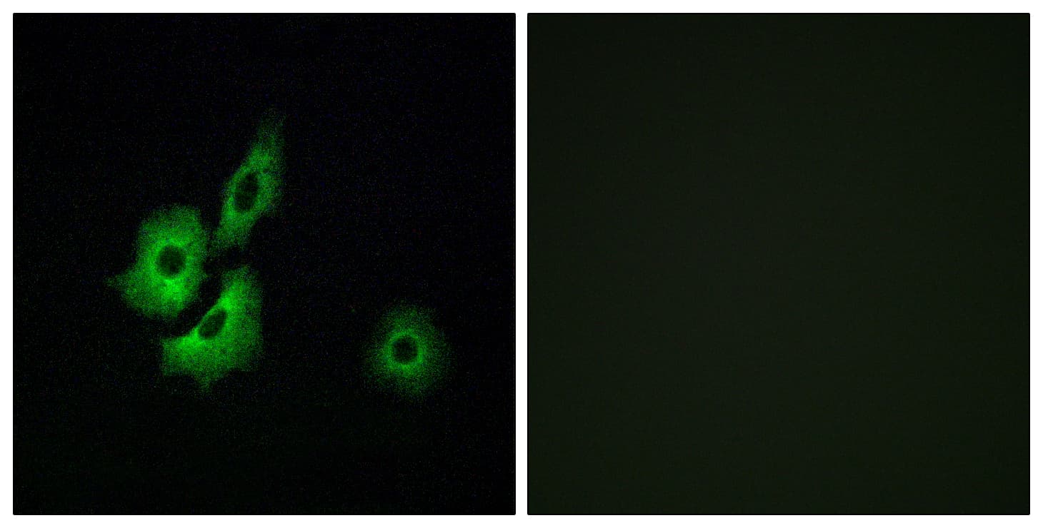 Polyclonal Rabbit anti-Human OR4D1 Antibody (aa261-310, IF, WB)