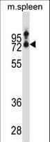 SLC15A3 Antibody (aa168-197)