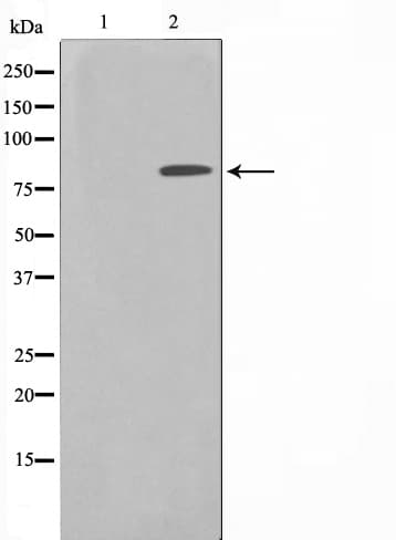 ZNF225 Antibody