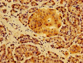 HS2ST1 Antibody