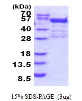 Human BRD2 / RING3 Protein (Recombinant His)