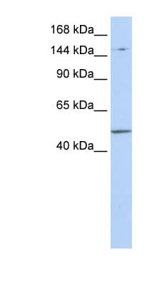 Polyclonal Rabbit anti-Human PRDM15 Antibody (aa900-949, WB)