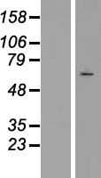 Human SRPK3 / MSSK1 Protein (Over-Expression Lysate Myc-DDK (Flag))