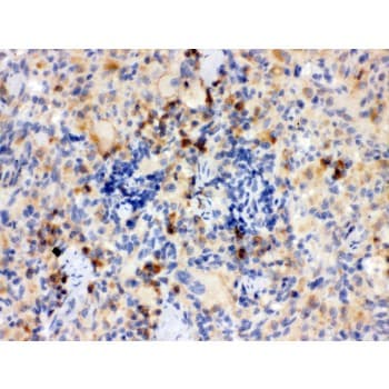 TLR7 / CD287 Antibody (aa1020-1047)