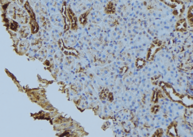FIS1 Antibody