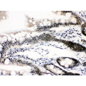CTCF Antibody (aa521-727)