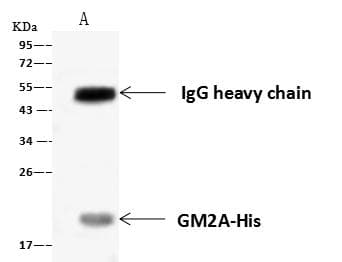 GM2A Antibody (Preservative Free)