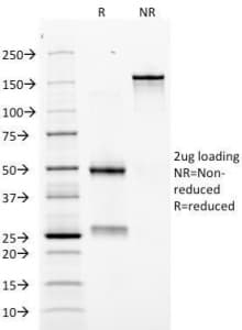 EPO / Erythropoietin Antibody (clone EPO/1368, Azide-free, BSA-free)