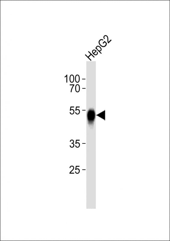 Polyclonal Rabbit anti-Human ASGR2 Antibody (aa21-54, WB)