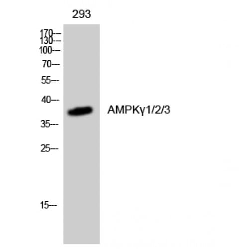 PRKAG1+2+3 Antibody (20-100 aa, Internal)