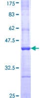 Human APOBEC1 Protein (Recombinant GST, N-terminus)
