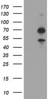 TRMT2A Antibody (clone OTI2A1)