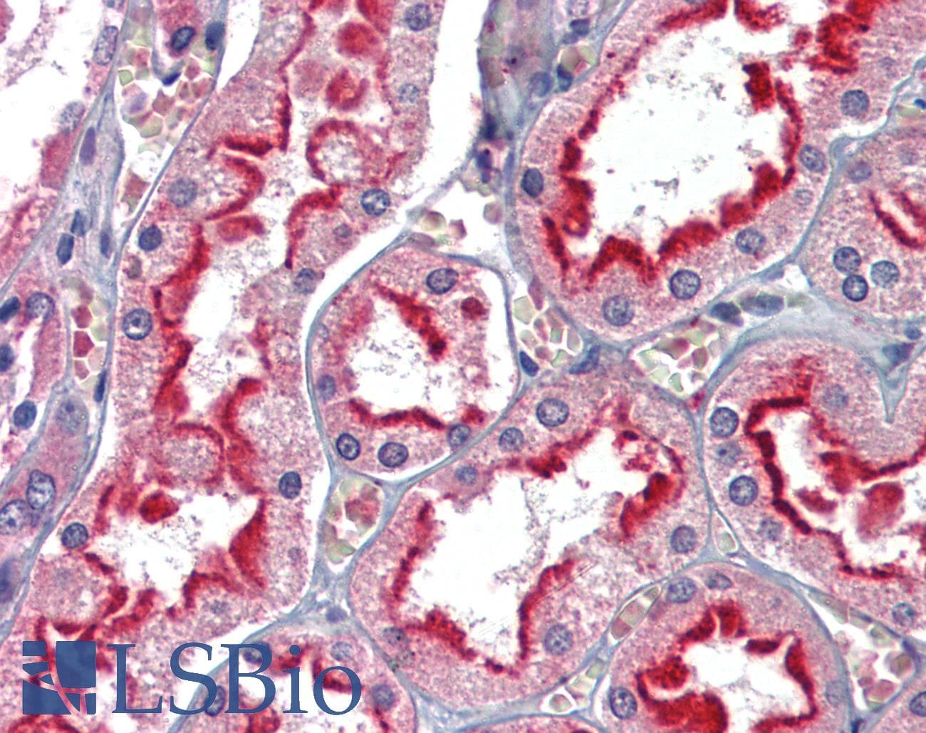 IHC-plus™ APOBEC3G / CEM15 Antibody (aa365-376)