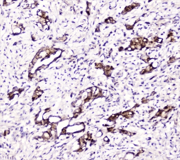 DDT / Dopamine Tautomerase Antibody