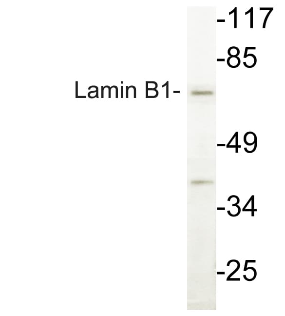 Polyclonal Rabbit anti-Human LMNB1 / Lamin B1 Antibody (aa26-75, IHC, WB)