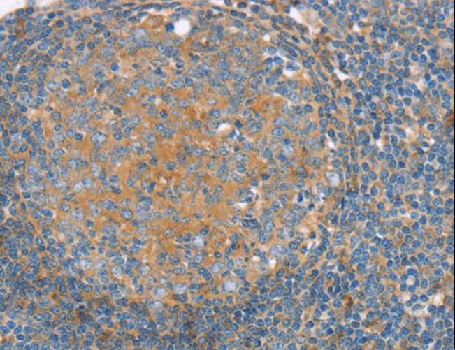 SNX3 Antibody