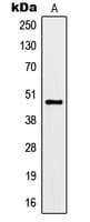 Polyclonal Rabbit anti-Human KCNJ9 / Kir3.3 / GIRK3 Antibody (Internal, IHC, WB)