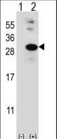 Polyclonal Rabbit anti-Human GLO1 / Glyoxalase I Antibody (aa23-51, IHC, IF, WB)