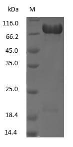 LF / LTF / Lactoferrin Protein (Native)